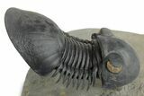 Flying Paralejurus Trilobite - Orange Eye Preservation! #359238-3